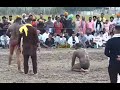 Raju raiwal vs talib baba fly kusti dangal  live kusti dangal bains 22oct himachal dangal