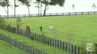 Sports: The Economics of Horse Racing - nytimes.com/video