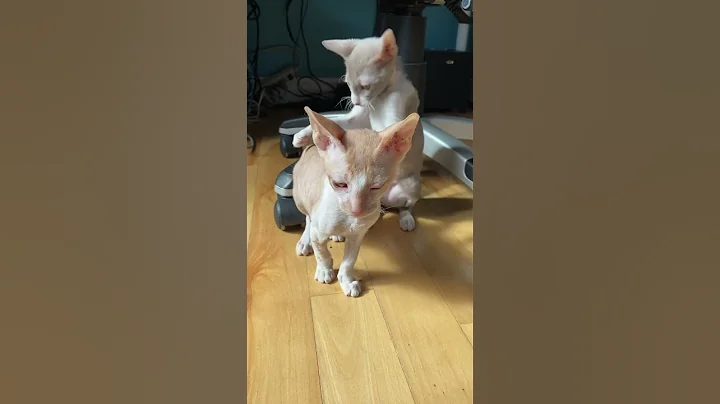 Video 8009951: cornish rex cat playing, adorable cornish rex, cat kitten cute
