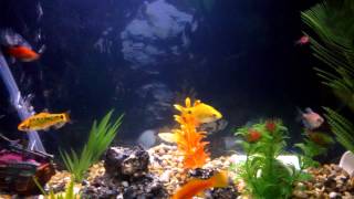 WP 20130819 004921Z