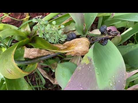 Video: ¿Qué haces con los jacintos después de la floración en el Reino Unido?