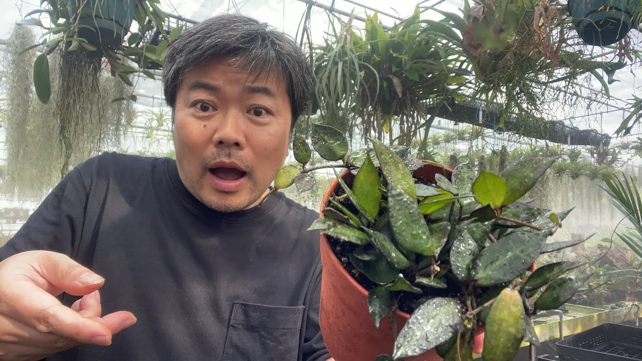 Casual chat] Repotting plants that came from the Netherlands - YouTube