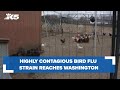 Highly contagious bird flu strain reaches western Washington