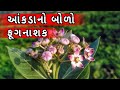 આંકડાનો બોળો ||ઓર્ગનિક ખેતીમાં આંકડાનો બોળો ||ઓર્ગનિક ખેતી ||Organic farming ||ऑर्गेनिक खेती