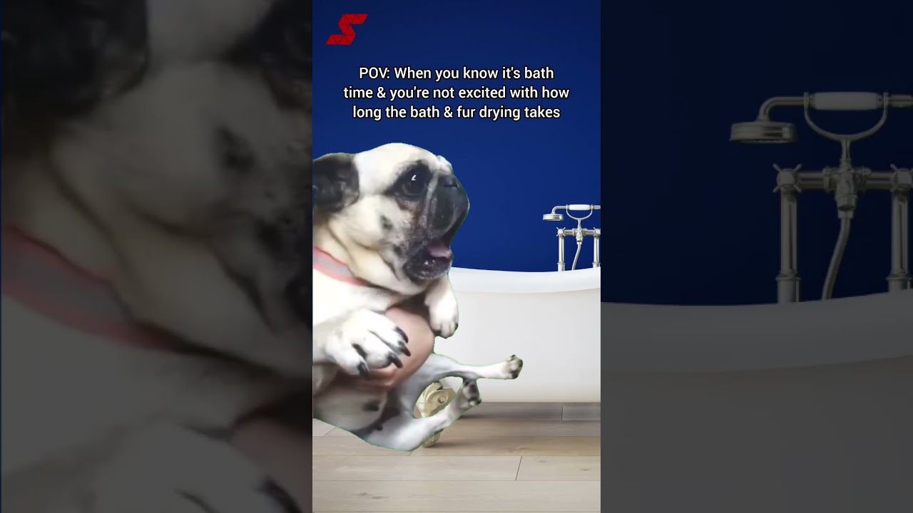 Don't let bath time be a hassle - upgrade to this fast drying pet dryer today!🐾💨🌟