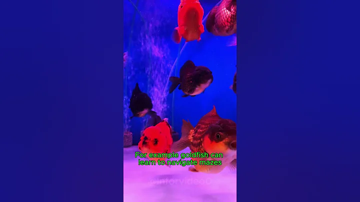 Why Your Goldfish is Smarter Than You Think?#nature #fish