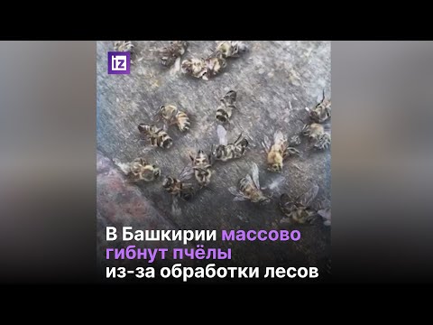 В Башкирии гибнут пчелы