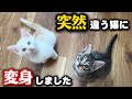 子猫が昨日までとは違う猫に変身しました