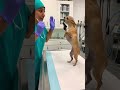 #comedyshorts #petshorts #funny