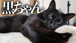 【猫ちゃん総選挙】・保護猫・黒猫・黒ちゃん