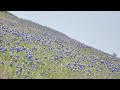 Texas bluebonnets 101: the best spots to what the flowers mean to the community