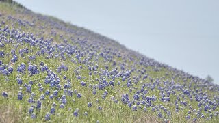 Texas Bluebonnets 101 The Best Spots To What The Flowers Mean To The Community