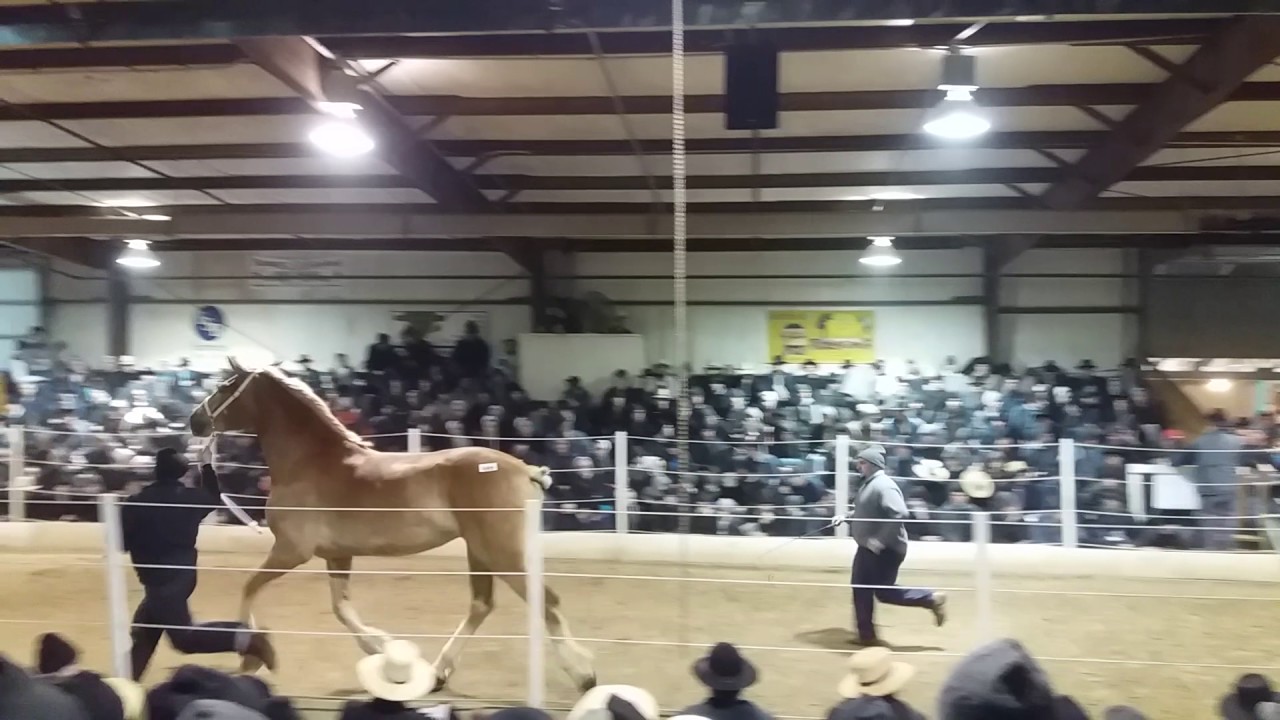12000 mare at Topeka horse sale YouTube