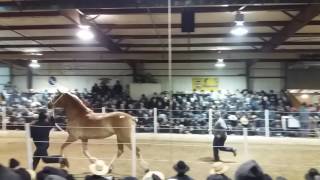12000 mare at Topeka horse sale
