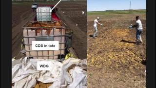 Assessing Condensed Distillers Solubles & Wet Distillers Grains as P Sources for Corn & Wheat