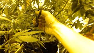 A Bud & A Bowl Show HD In The Grow House How to Grow Hydroponic Cannabis 101 Nutrients Growing Weed