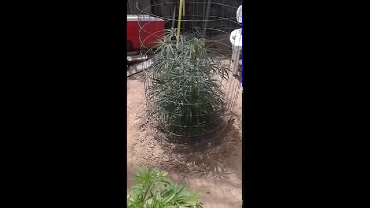 BLOODWRECKWEST'S Outdoor Ganja Garden 6/27/2015