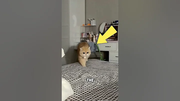 Watch the video about This cat always gives its owner toys.#cat #pets #funny