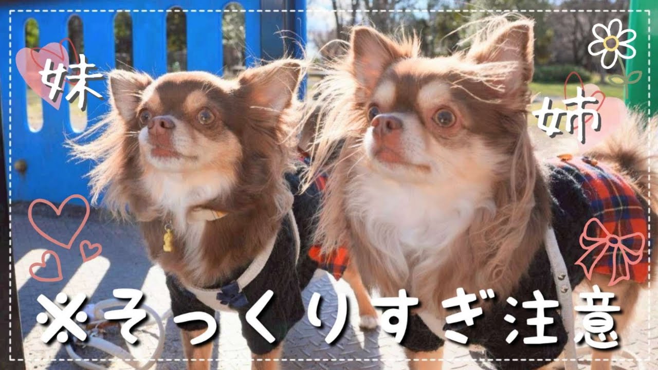 【休日Vlog】そっくりチワワ姉妹が久しぶりの再会🐶✨実のお姉ちゃんに会えて大喜びな妹チワワが大騒ぎ🥳w【チワワ】【チョコタン】