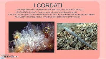 Chi sono i cordati e qual è la loro caratteristica principale?