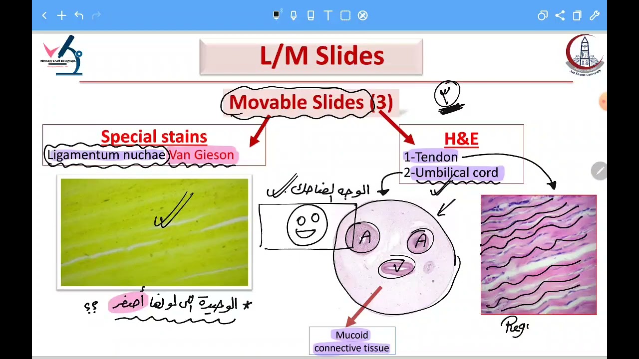 Practical Histology Dr. Zahra ASU part 1