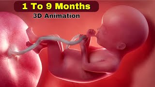 pregnancy 1 to 9 months video, pregnancy 1 to 9 months video | pregnancy 1 to 9 months baby size