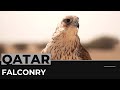 Falcon racing season keeping qatars bedouin traditions alive