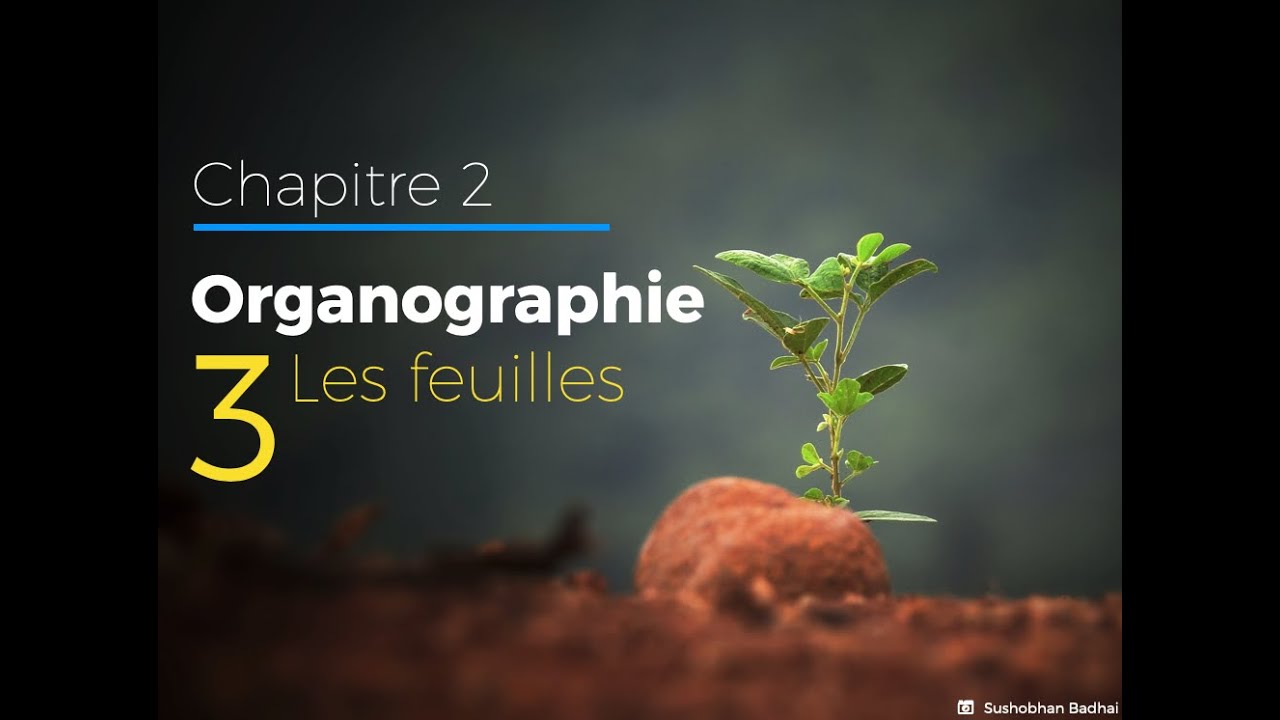 2.3 - Les feuilles - Organographie