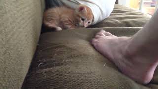 Oliver kitty scared of my giant foot