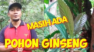 CARA MENGENAL JENIS TUMBUHAN GINSENG KALIMANTAN Clerodendrum sp