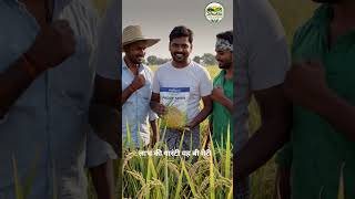 Mahycoo 5477 Paddy Seed Yield 🔥 #mahyco #5477 #paddy #farming #shorts #kisan #dhaan #kheti #agri