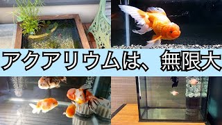 【みんなの水槽】夏だ！金魚だ！アクアリウム∞大