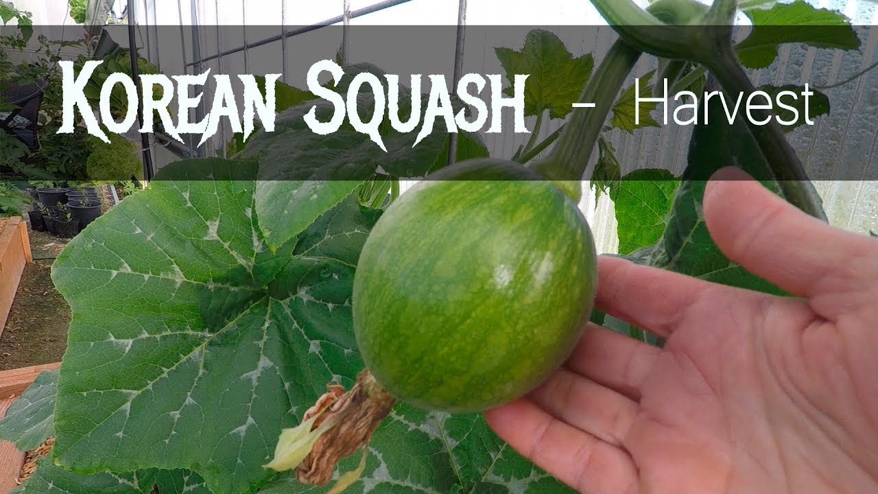 Korean Squash harvest and eating YouTube