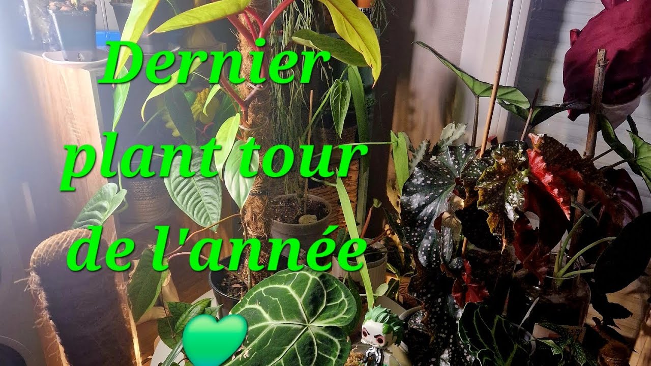 Dernier plant tour de l'année/Ma grande collection de plantes 🫣💚🤍