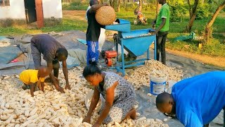 Easier Way Of Removing Maize Kernels From The Cob(Village Machine) //Harvesting Season@MalikaKenya