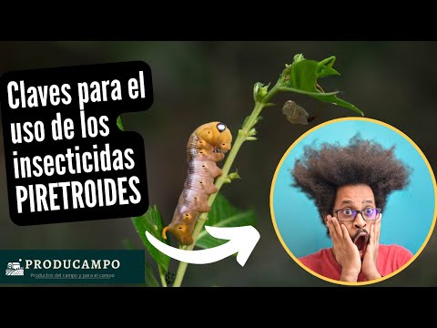 Video: ¿Se puede usar piretro en el suelo?