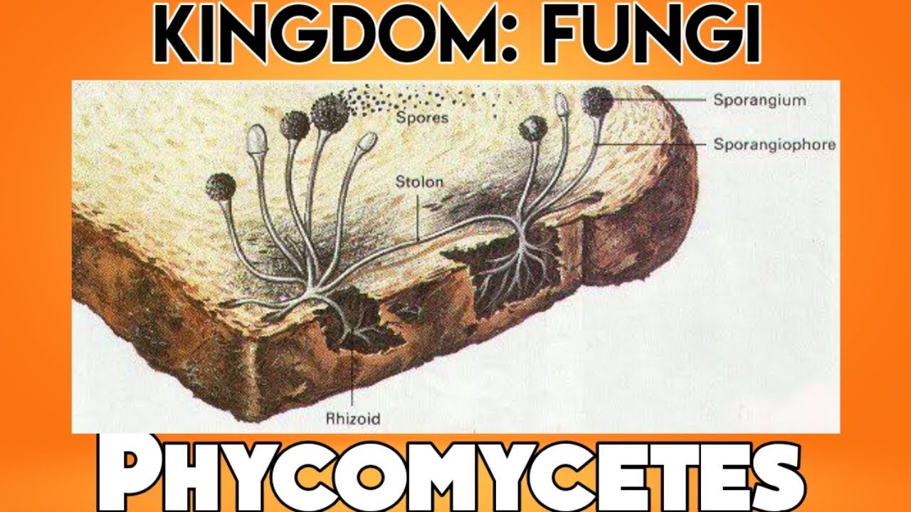 Мукор царство. Плесневые грибы под микроскопом. Мукор. Плесневый гриб на хлебе под микроскопом. Мукор на хлебе.