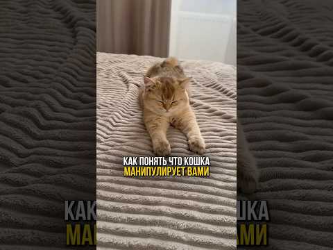 Как понять что ваша кошка обманывает и манипулирует вами?🙀