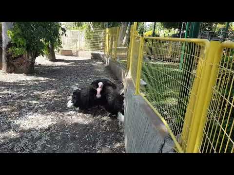 Masai ostrich's dance