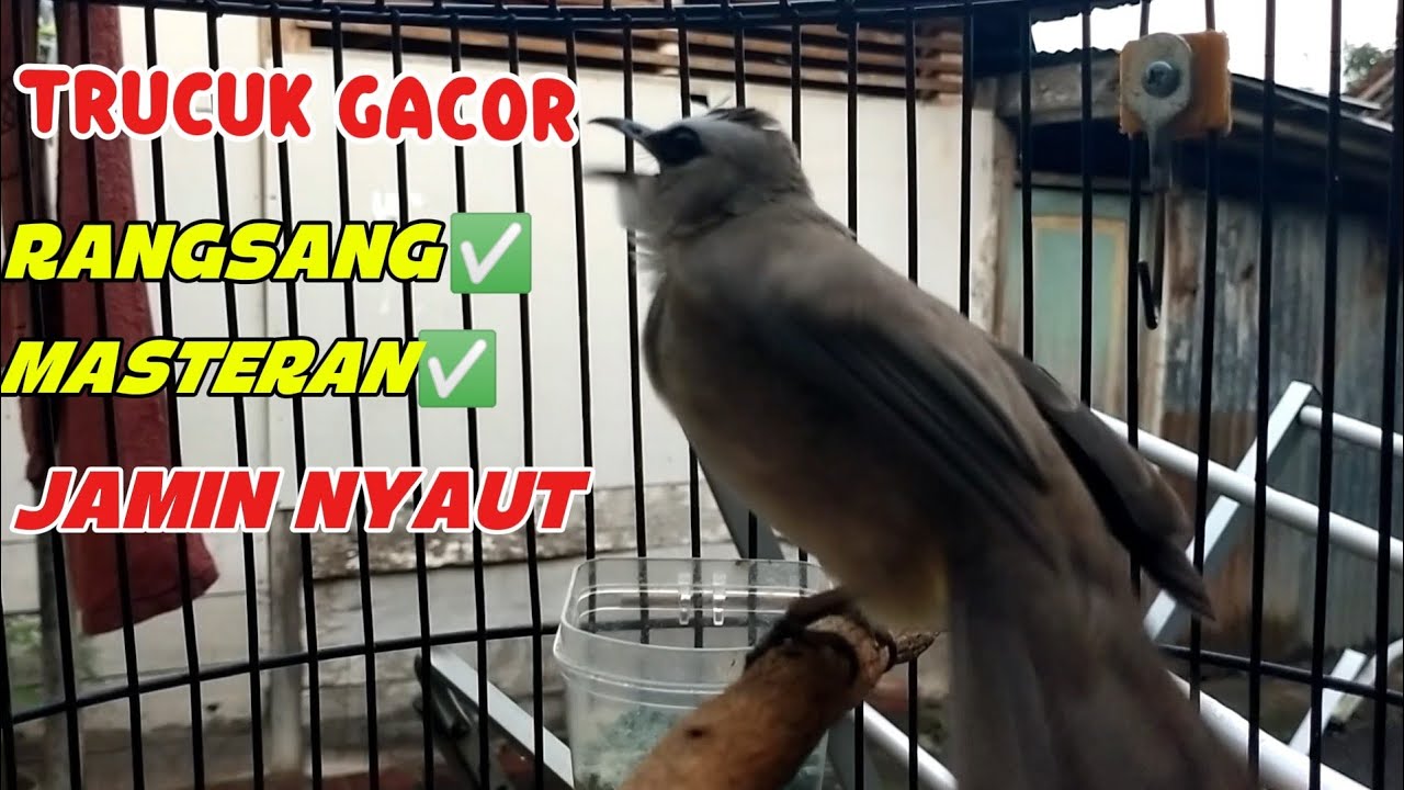 TRUCUK GACOR NADA SLOW‼️COCOK BUAT MASTERAN