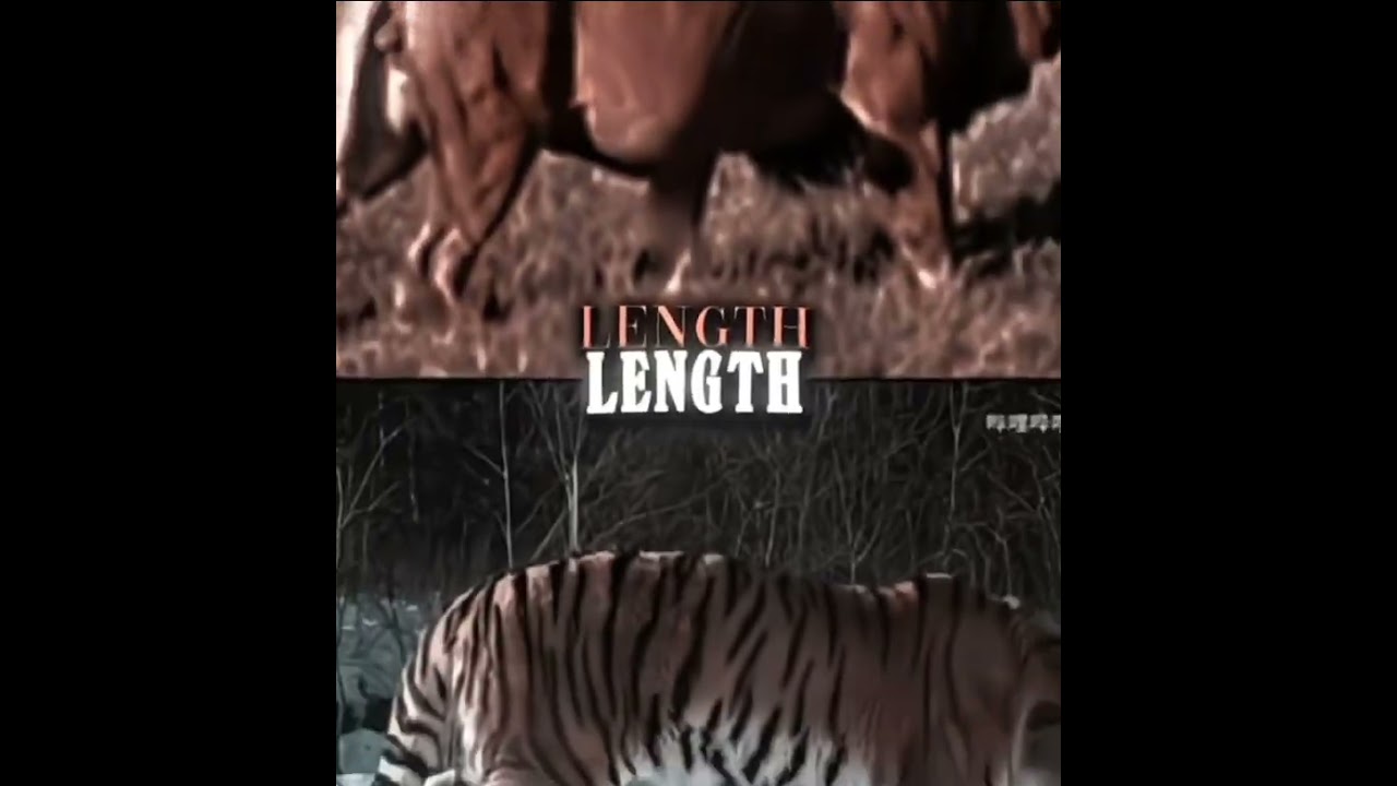 South African lion vs Siberian tiger