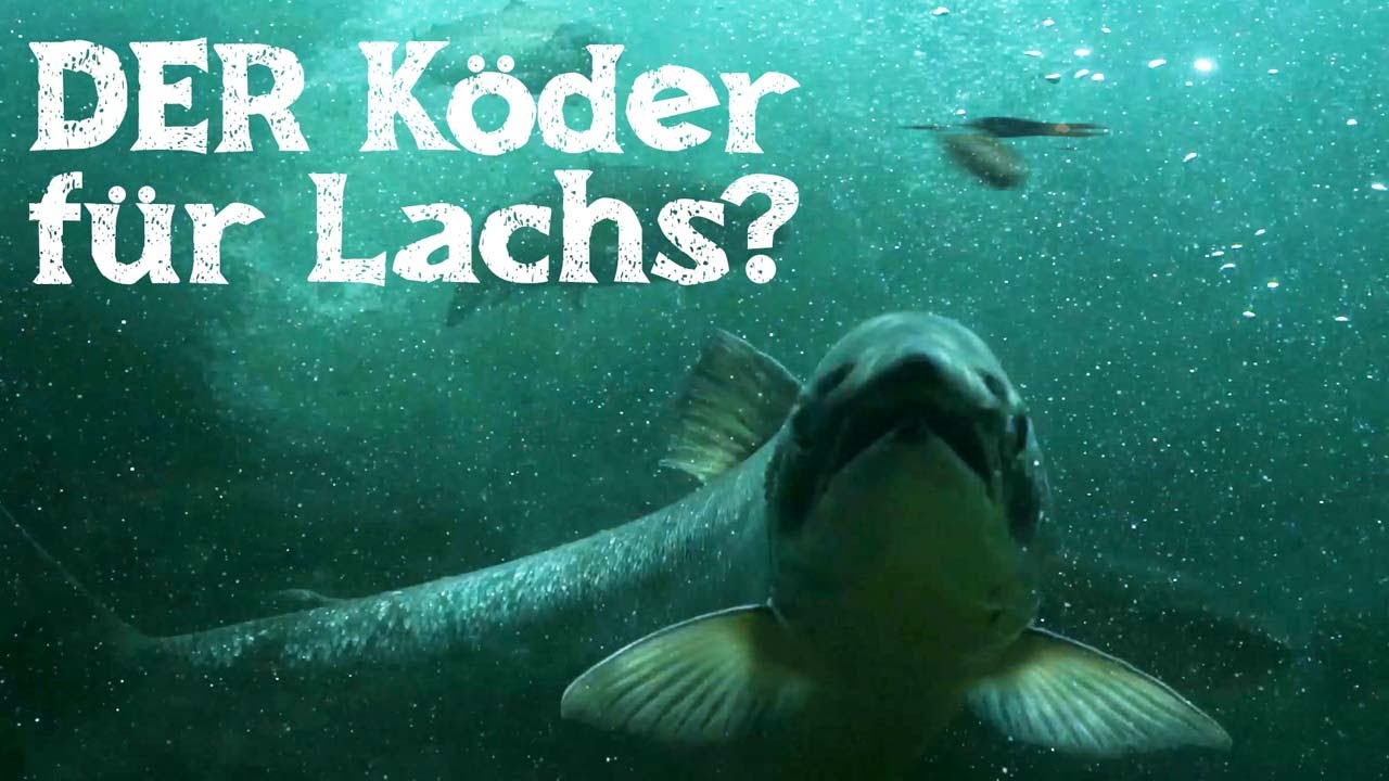 In diesem Bach leben 1,40m große Donau-Lachse!