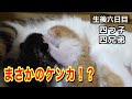 【生後6日目】おっぱいを巡って子猫たちが大喧嘩が起き百裂拳並の猫パンチが炸裂