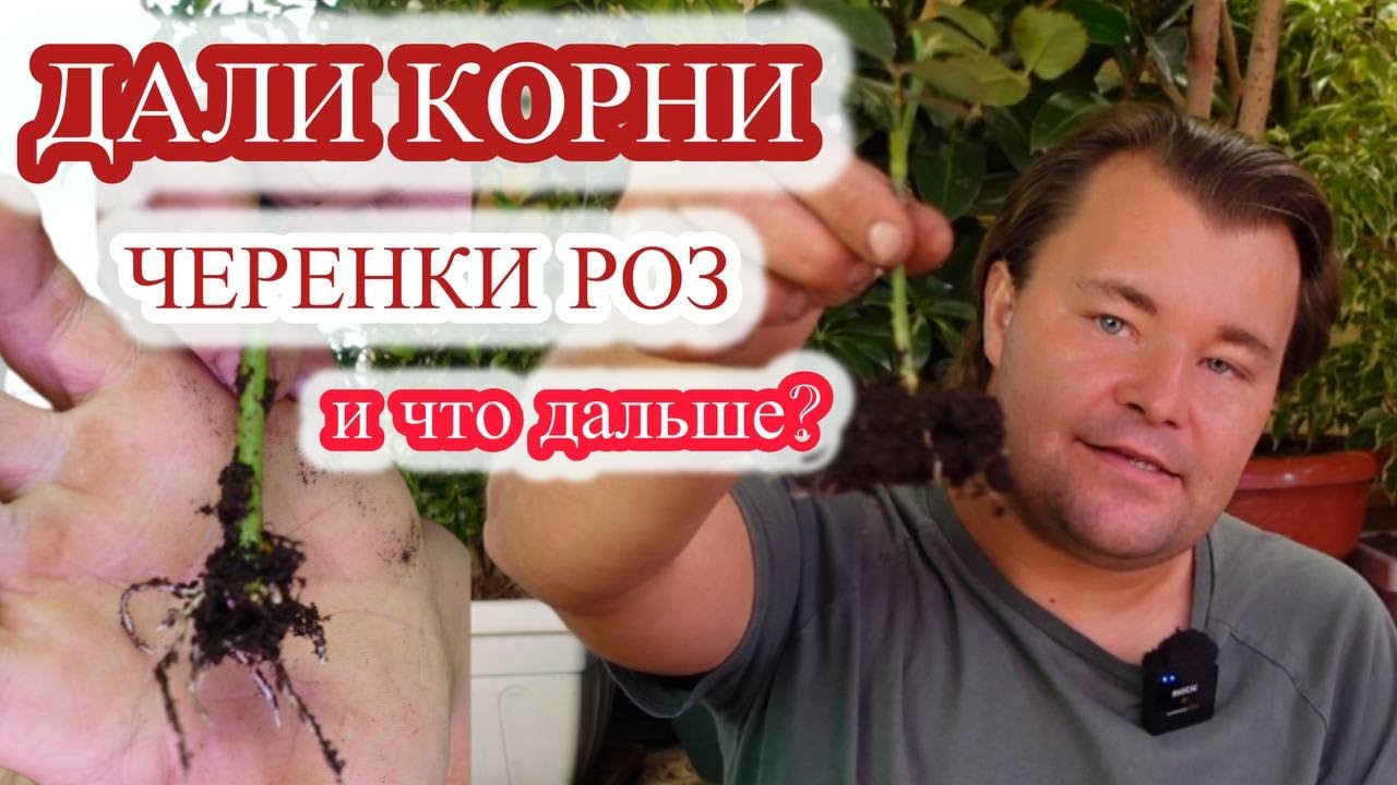УКОРЕНИЛИСЬ ЧЕРЕНКИ РОЗ - что дальше?