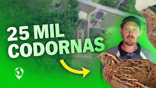 CODORNAS  Como LUCRAR com 25 MIL AVES?