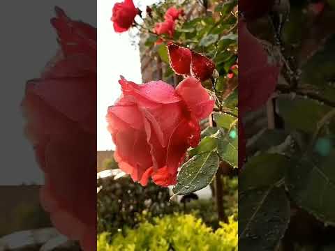 دعوني أسير الى خالقي فقد ارهقتني حياة الذنوب