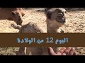 اليوم 12 من ولادة الناقة للقعود /// شاهد حجم المولود