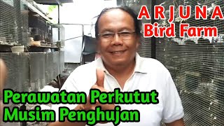 Rainy Season Turtle Dove Care 🔥 ARJUNA Bird Farm