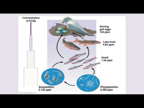 Video: Succesiunea crește biodiversitatea?