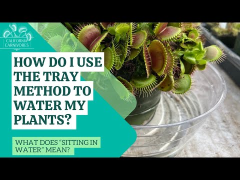 Venus Fly Trap Care: How to Water, Feed, & Tend This Carnivorous Plant